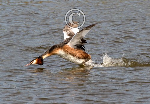  Great Crested Grebe DM1734